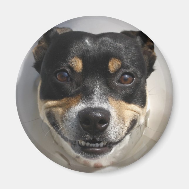 Íman Cachorro sorridente engraçado (Frente)
