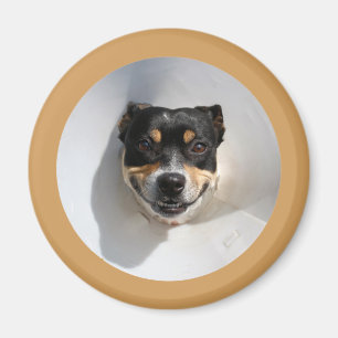 Íman Cachorro sorrindo engraçado