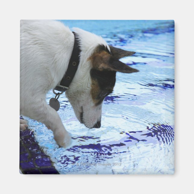 Íman Cachorro tocando água na piscina de natação (Frente)