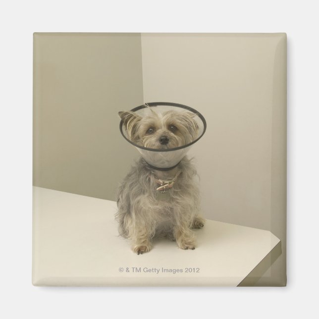 Íman Cachorro vestindo colar protetor (Frente)