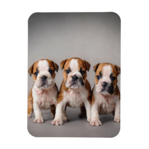 Íman Cachorros de Bulldog  Presente De Adolescentes De 