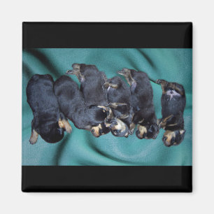 Íman cachorros-do-mar
