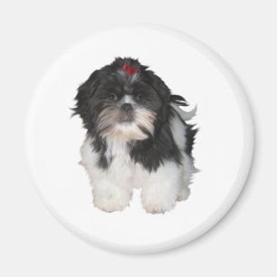 Íman Cachorros Filhotes Shitzu Shih Tzu
