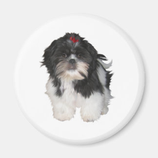 Íman Cachorros Filhotes Shitzu Shih Tzu
