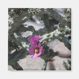 Íman Cacto Challa em flor