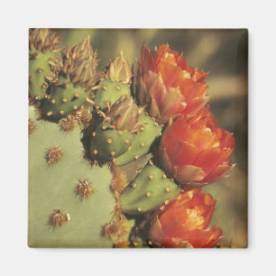 Íman Cacto de pera espinhosa em flor, Arizona-Sonora 2