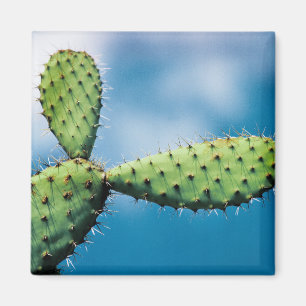 Íman Cacto de Prickley