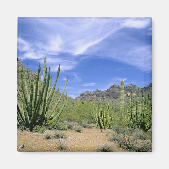 Íman Cacto do deserto no Monumento Nacional Organ Pipe, (Frente)