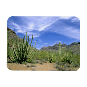 Íman Cacto do deserto no Monumento Nacional Organ Pipe,