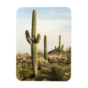 Íman Cacto do Saguaro, arizona, EUA