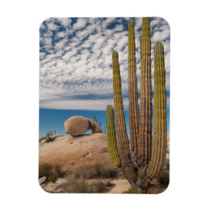 Íman Cacto no cenário do deserto