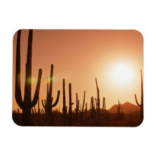 Íman Cacto no deserto