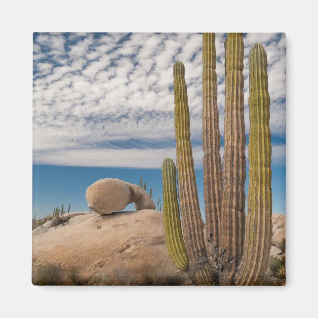 Íman Cacto no Deserto Cênico (Frente)