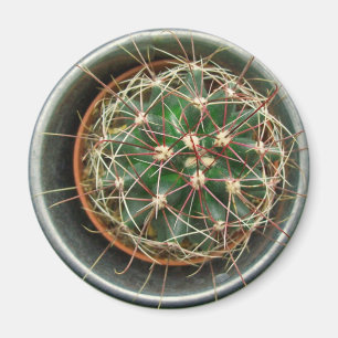 Íman Cacto no refrigerador