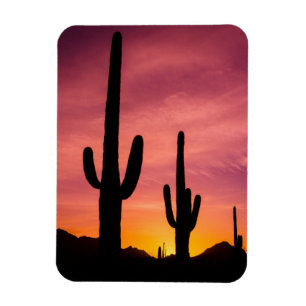 Íman Cacto Saguaro ao nascer do sol, Arizona