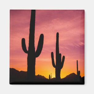 Íman Cacto saguaro ao nascer do sol, Arizona