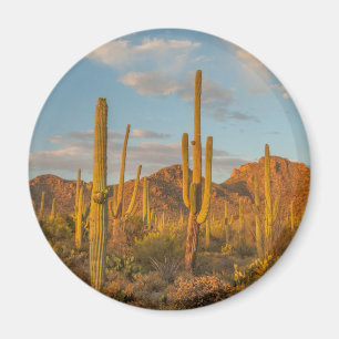 Íman Cacto Saguaro ao pôr do sol, Arizona