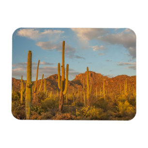 Íman Cacto saguaro ao pôr do sol, Arizona