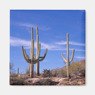 Íman Cacto Saguaro gigante multi braços, Saguaro