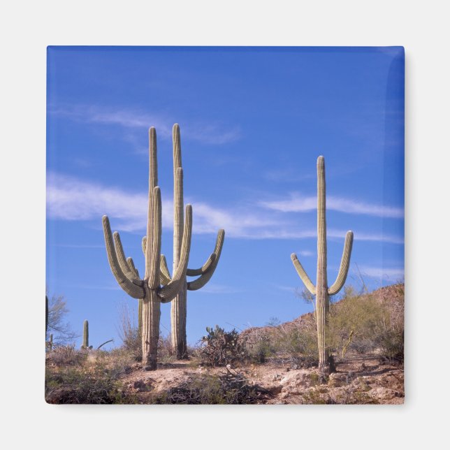 Íman Cacto Saguaro gigante multi braços, Saguaro (Frente)