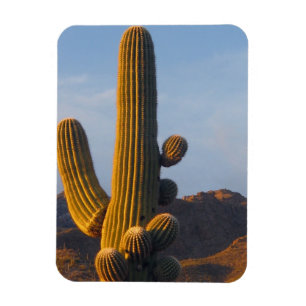 Íman Cacto Saguaro Iluminado pelo Sol