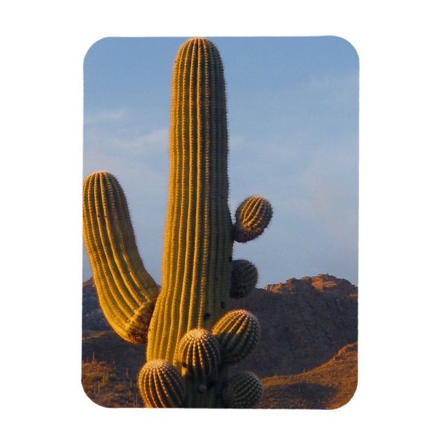 Íman Cacto Saguaro Iluminado pelo Sol (Vertical)