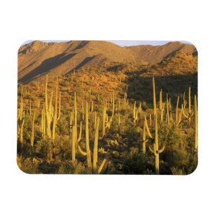 Íman Cacto saguaro no Parque Nacional Saguaro perto