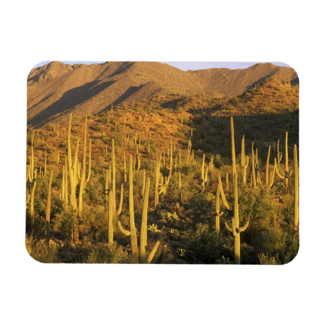 Íman Cacto saguaro no Parque Nacional Saguaro perto (Horizontal)
