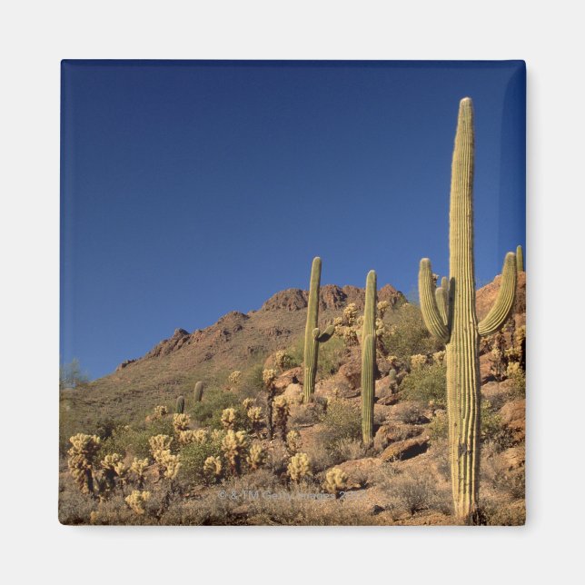 Íman Cactos de Saguaro e Montanhas Tucson, Tucson (Frente)