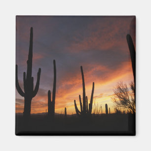 Íman cactos saguaro, Carnegiea gigantea, depois