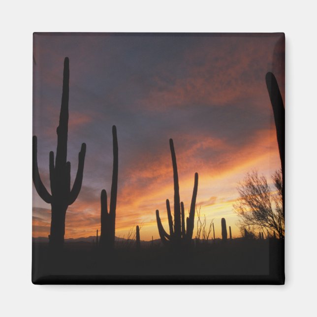 Íman cactos saguaro, Carnegiea gigantea, depois (Frente)