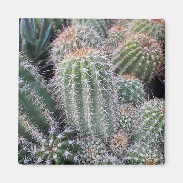Íman Cactus (Frente)