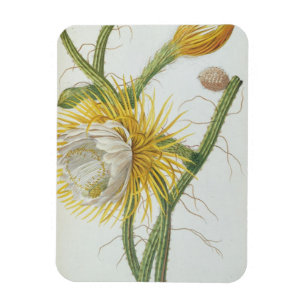 Íman Cactus: Cereus, do "Plantae Selectae" de Trew 175