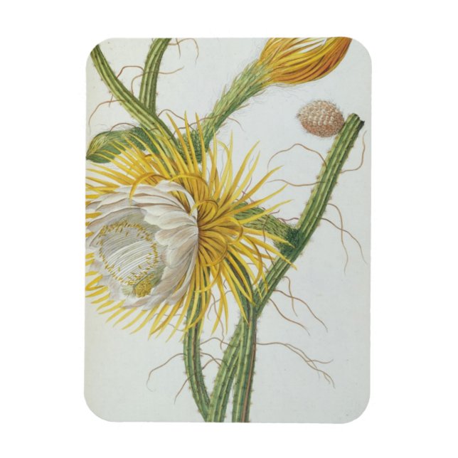 Íman Cactus: Cereus, do "Plantae Selectae" de Trew 175 (Vertical)