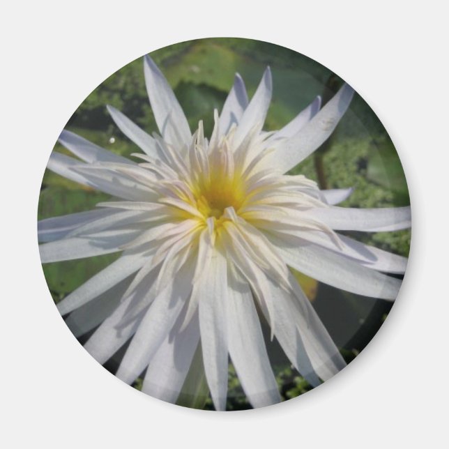 Íman Cactus Jack (Frente)