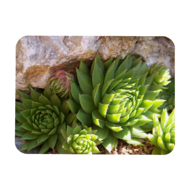 Íman Cactus Magnet (Horizontal)