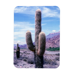 Íman Cactus na província de Jujuy - Norte Argentina