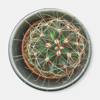 Íman Cactus no frigorífico