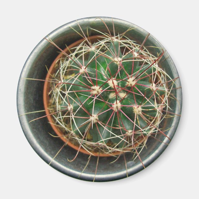 Íman Cactus no frigorífico (Frente)