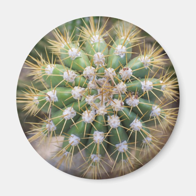 Íman Cactus Top (Frente)