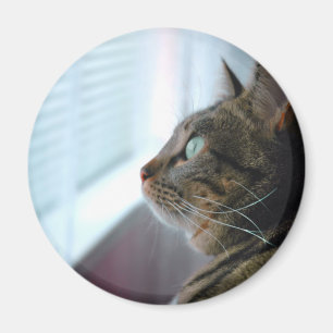 Íman Cada o gatinho contempla fora