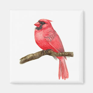 Íman Cadeado de aves cardinhas