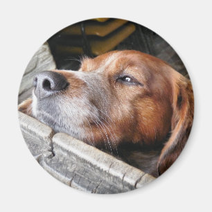 ÍMAN CÃES