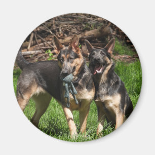 Íman Cães de german shepherd azuis