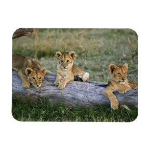 Íman Cães de leões em log, Panthera leo, Masai Mara, 2