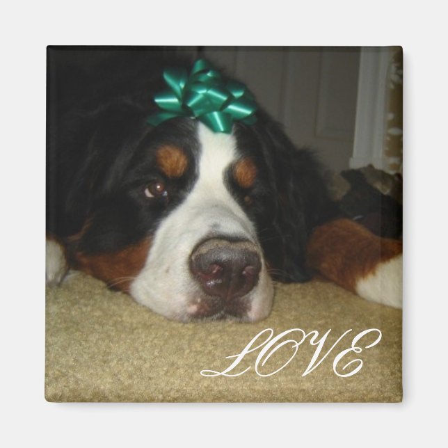 Íman Cães de Montanha Bernese de Kelly (Frente)