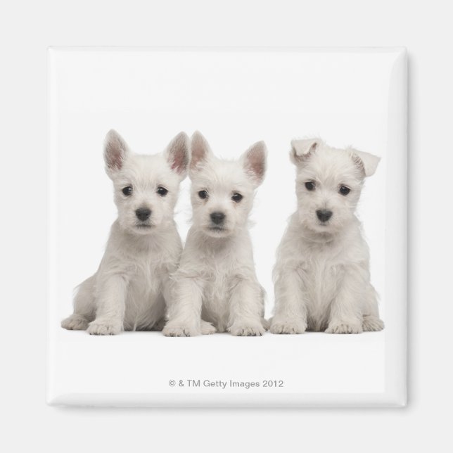 Íman Cães de Terrier, West Highland (7 semanas) (Frente)