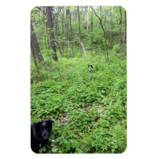 Íman Cães na floresta