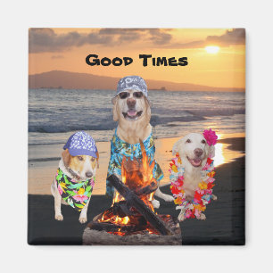 Íman Cães na praia no por do sol