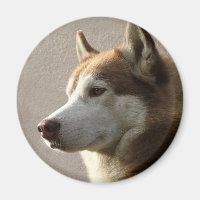 Cães Siberianos Husky